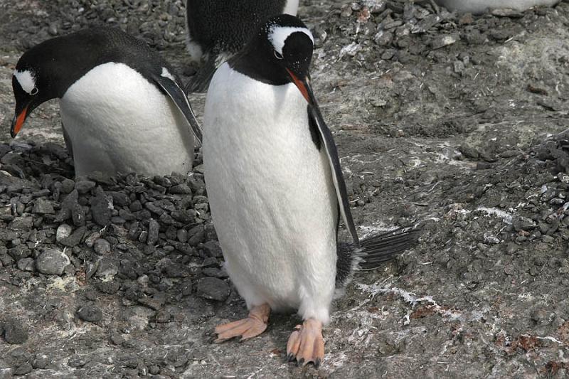 IMG_2963 Gentoo penguins tending their nest.