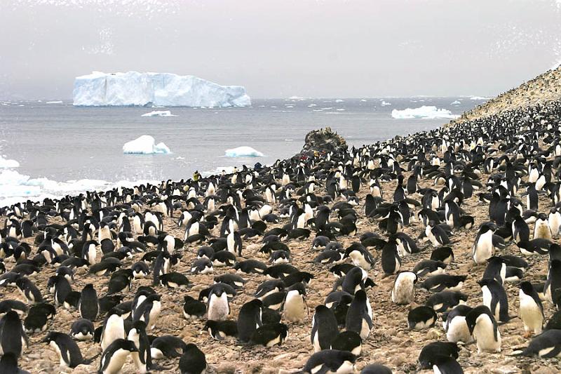 IMG_3032 Penguins, penguins everywhere.  Oh my but they do stink.