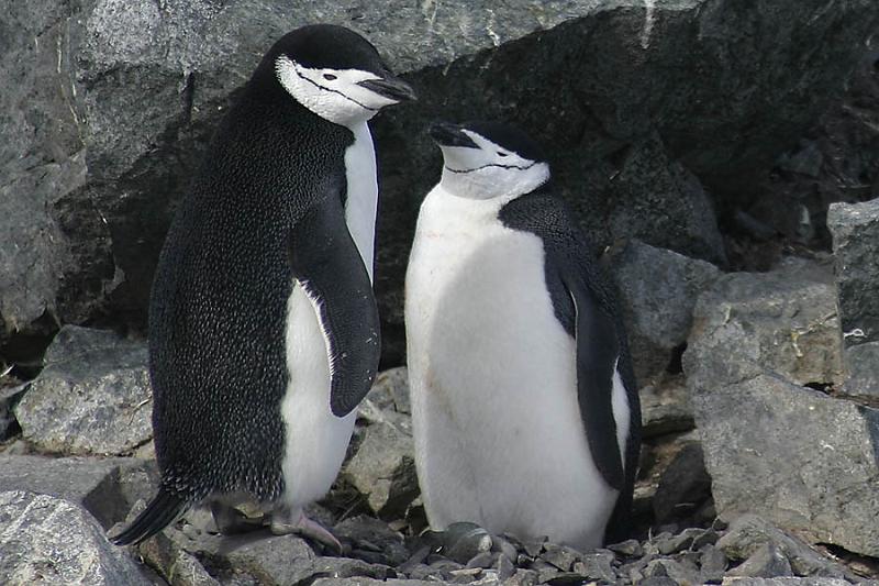 IMG_3162 Penguin love.