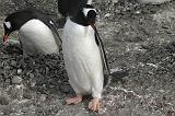 IMG_2963 Gentoo penguins tending their nest.