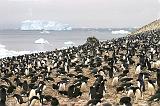 IMG_3032 Penguins, penguins everywhere.  Oh my but they do stink.