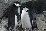 IMG_3162 Penguin love.