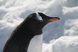 IMG_3224 Closeup of a Gentoo.