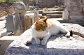 GM170_Ephesus_108