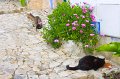 GM210_Lisbon_033