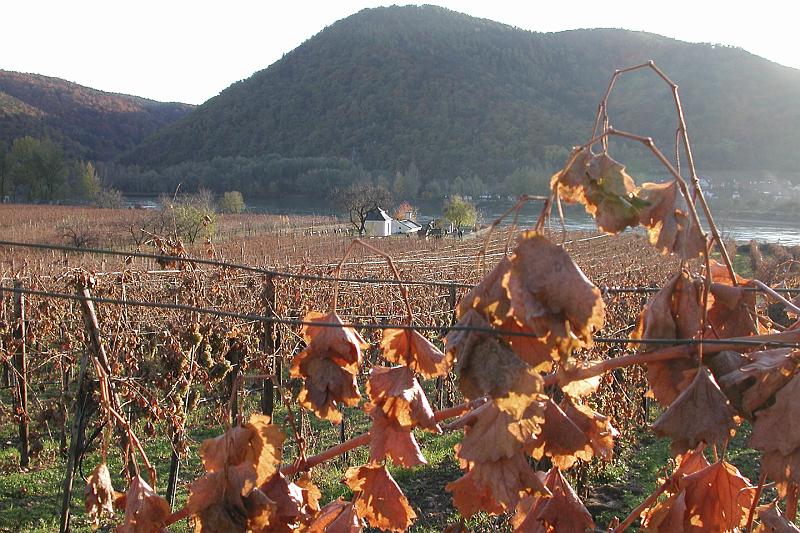 DSCN1612 The vineyards had just had their first frosty nights.