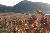 DSCN1612 The vineyards had just had their first frosty nights.