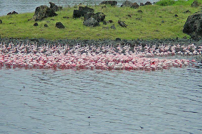 DSCN1907 Adele said the flamingos 