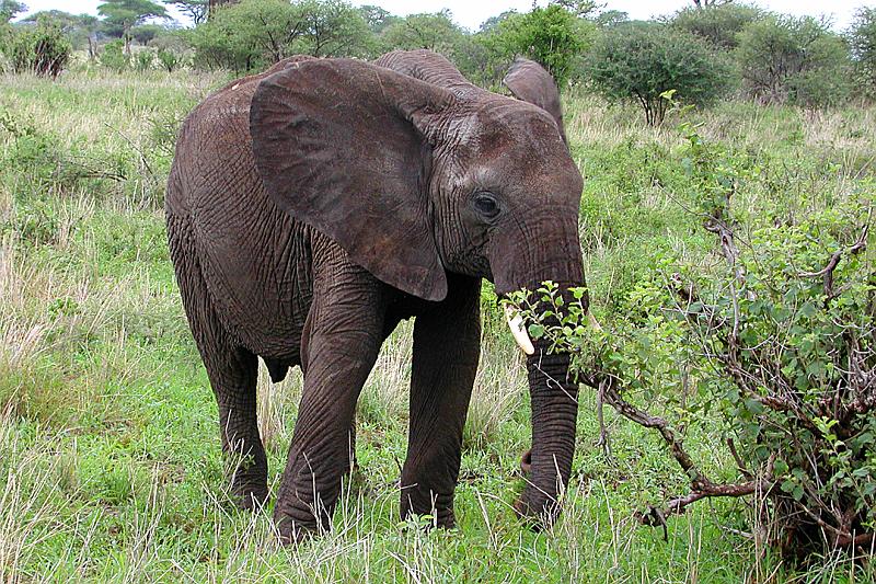 DSCN1973 Our first elephant.