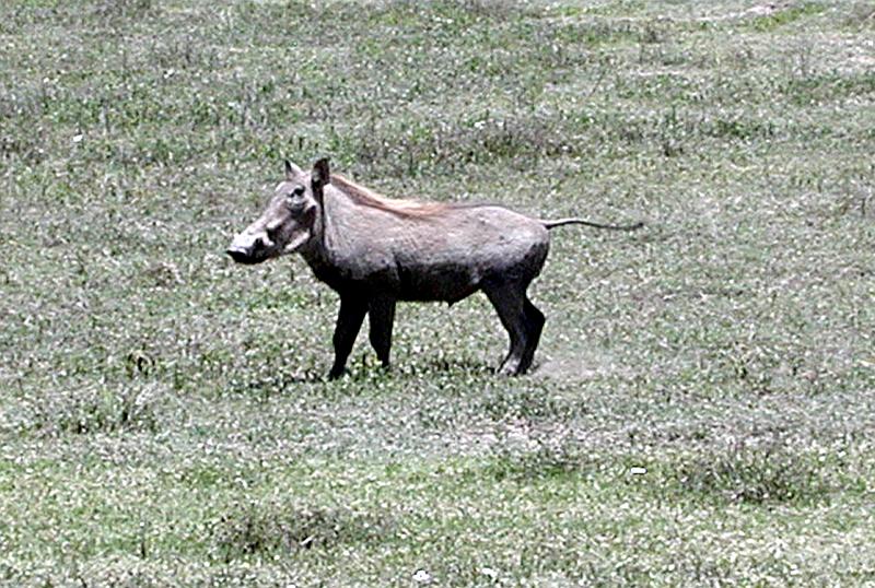 DSCN2275 I finally got a picture of the warthog!