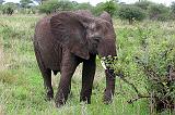 DSCN1973 Our first elephant.