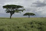 DSCN2174 A few trees in the immensity of the Serengeti.