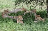 DSCN2185 Lions relaxing after lunch.