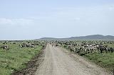 DSCN2197 Just a small part of the massive herds of zebras and wildebeests.