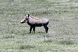 DSCN2275 I finally got a picture of the warthog!