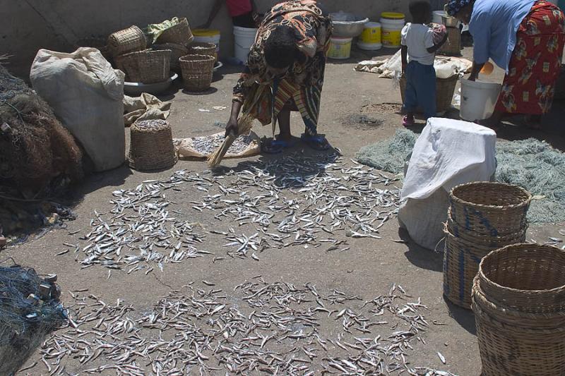 CRW_4508 Oct. 28, 2006 - Lome, Togo.  Drying fish on the pavement.