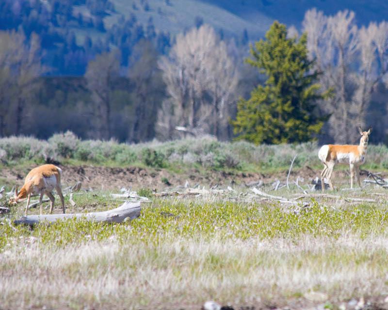 YGT_094.jpg - Tauck Tour - Yellowstone & Grand Tetons