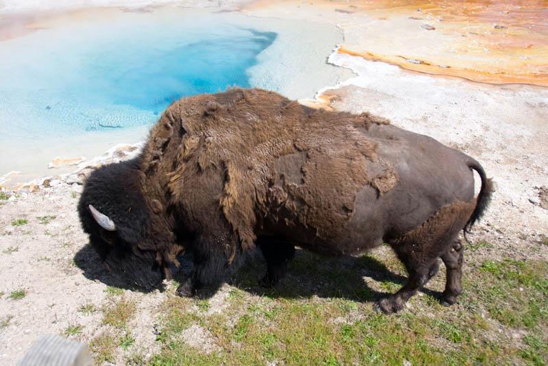 YGT_143.jpg - Tauck Tour - Yellowstone & Grand Tetons