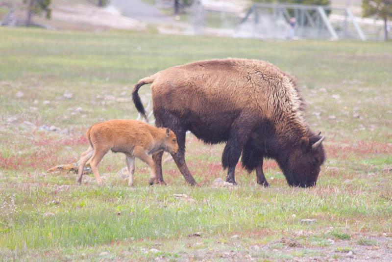 YGT_162.jpg - Tauck Tour - Yellowstone & Grand Tetons