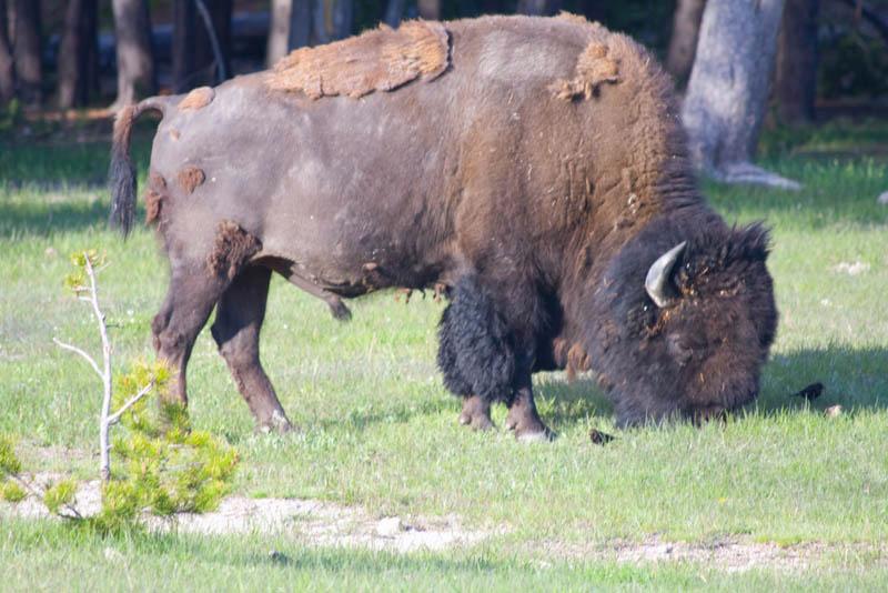 YGT_172.jpg - Tauck Tour - Yellowstone & Grand Tetons