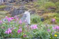 VV030_Qaqortoq_048