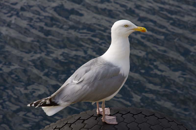 VV070_Alesund_062.jpg